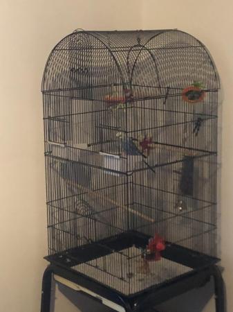 Image 3 of 1 year old budgie for sale comes with cage