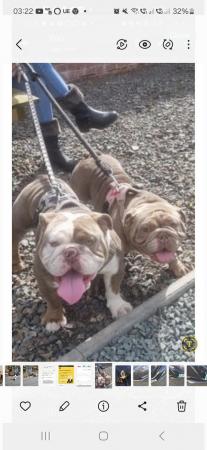Image 4 of English bulldog puppies only 1 boy and 2 girls left