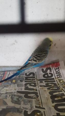 Image 1 of Lovely budgies for sale