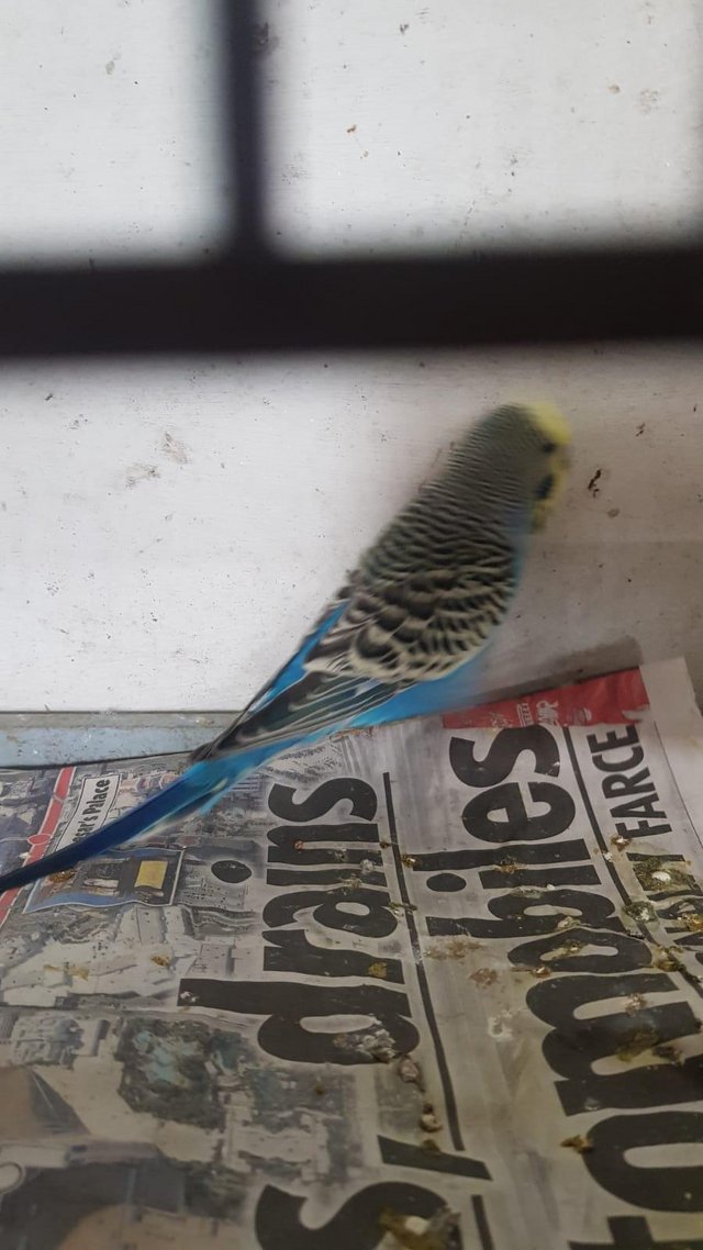 Preview of the first image of Lovely budgies for sale.
