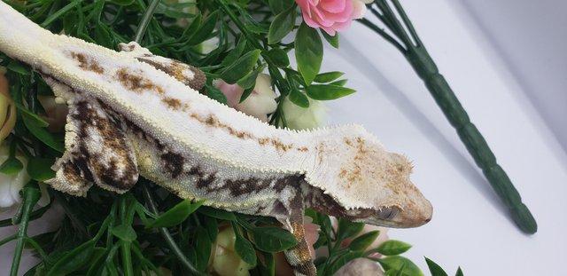 Image 5 of Beautiful Breeding Pair Of Crested Geckos With Free Exo Terr
