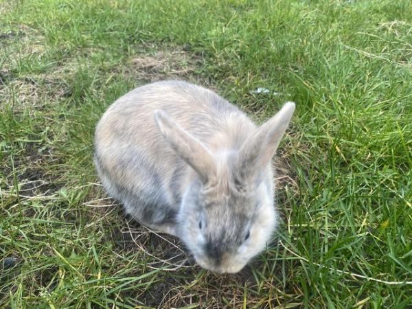 Image 9 of Gorgeous 8 month old dwaf lop Bunny very playful