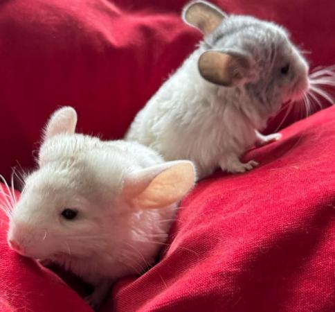 Image 1 of ( RESERVED BOTH ) Two Chinchilla Baby Girls sisters