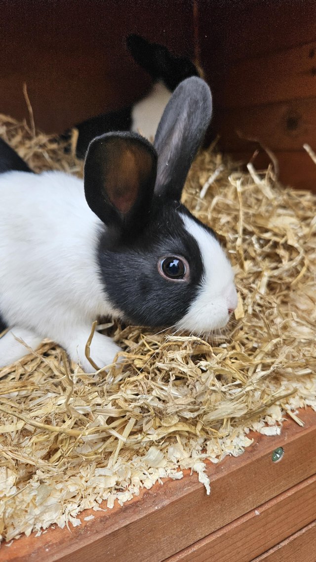Preview of the first image of Pure bred female dutch rabbit.