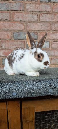 Image 3 of Mini Rex buck. Ready now. Pure bred.