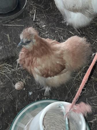 Image 2 of Silkie Bantams pol various colours available