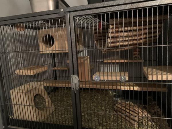 Image 9 of 2x chinchillas with large cage