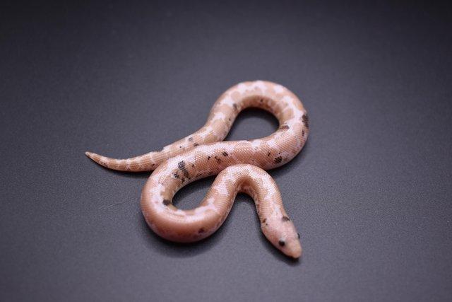 Preview of the first image of Paradox Snow Kenyan Sand Boa.