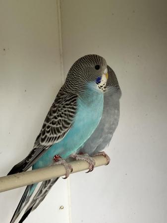 Image 7 of Split Blackface Budgies young and adults