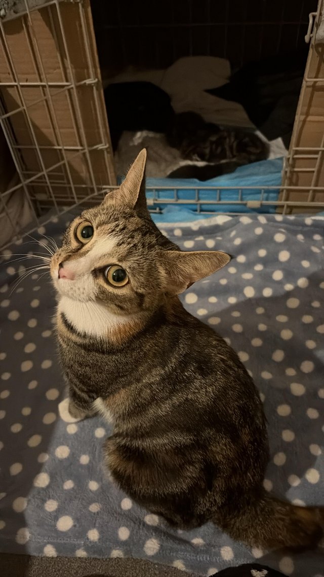Kittens and mum for loving forever homes — photo 3 of 4