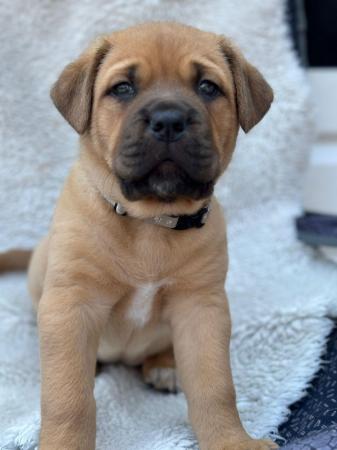 Image 15 of Large mix breed puppies for sale