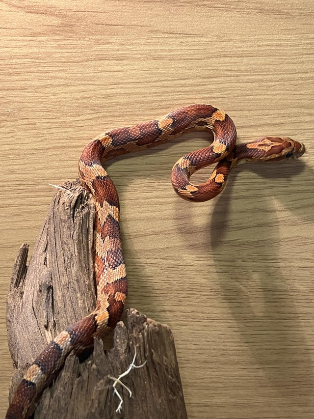 Preview of the first image of CB23 Classic Corn Snake babies.