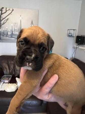 Image 2 of Adorable KC Boxer Puppies