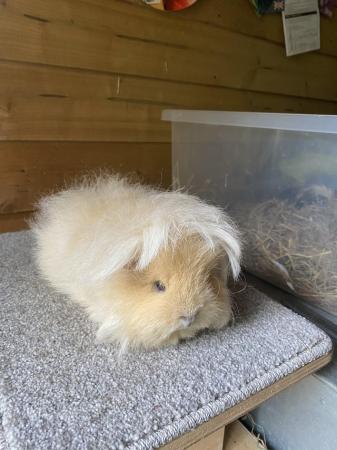 Image 5 of Pure Swiss guinea pig sow