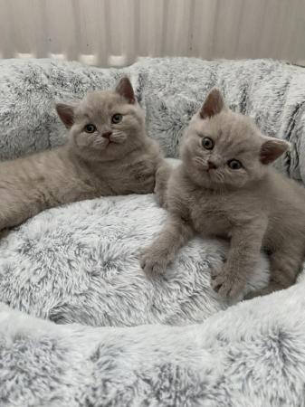 Image 1 of Lilac british short haired kittens