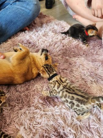 Image 13 of Stunning bengal kittens