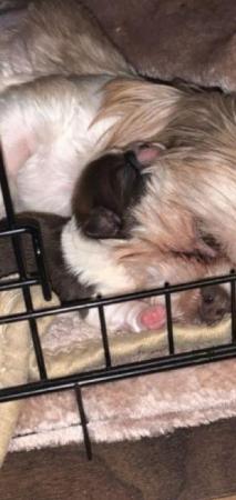 Image 4 of Our last minuture boy shihtzu looking for forever home
