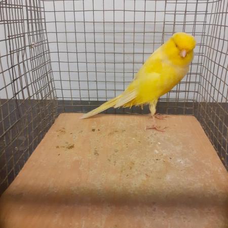 Image 1 of Lovely Yorkshire canary for sale