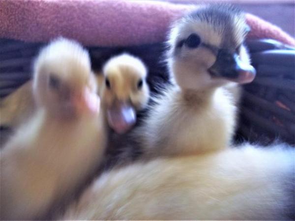 Image 3 of QUALITY CALL DUCK HATCHING EGGS AVAILABLE £3 EACH