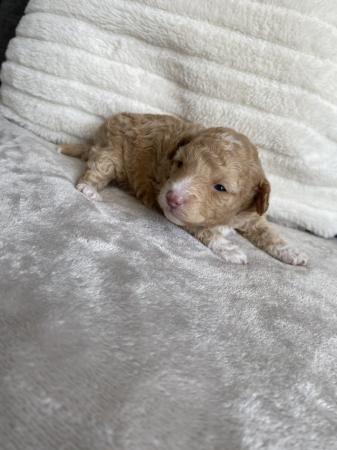 Image 13 of Gorgeous Coloured Toy Poodle Puppies For Sale