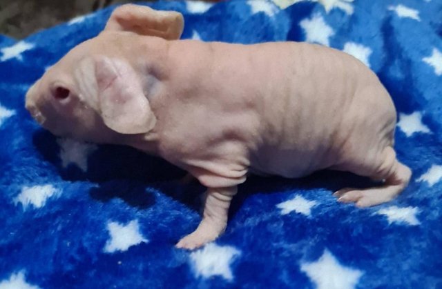 Image 3 of Male Skinny pig for sale