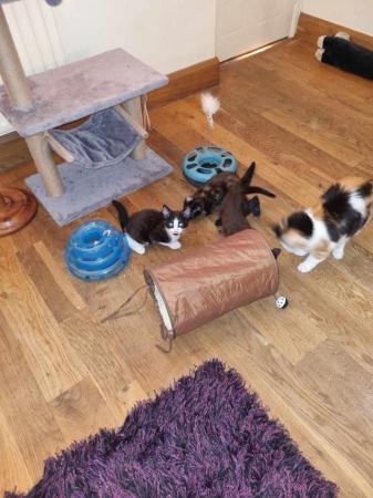 Image 5 of RAG DOLL CROSS KITTENS9 WEEKS OLD MIXED COLOURS