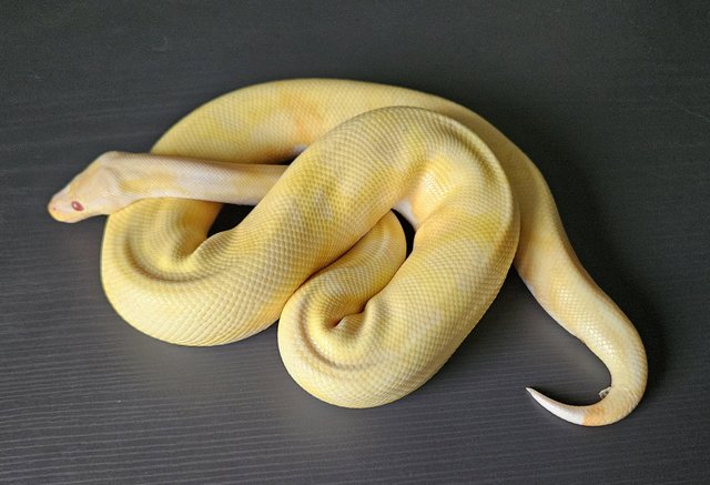 Image 2 of Male albino pied royal python (ball python) cb22  snake