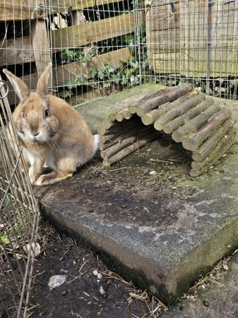 Image 2 of 2 year old male rabbits for sale