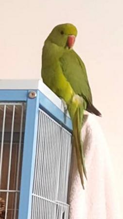 Image 5 of 10-12 month old male ringneck parrot