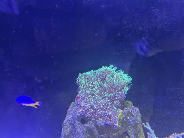 Image 6 of Red Sea Max Nano including fish and corals