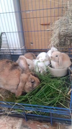 Image 1 of Beautiful, Well handled, Baby Mini Lop Rabbits
