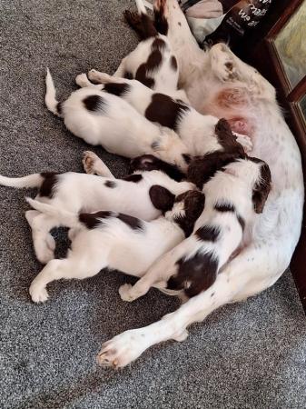 Image 16 of Champion line beautiful springer spaniels puppies