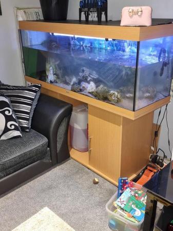 Image 1 of 3 musk turtles and 5ft tank set up