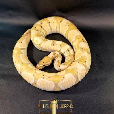 Preview of the first image of Banana Orange Dream possible Vanilla Het Clown Male.