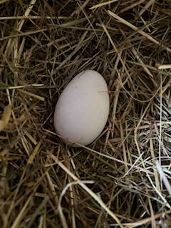 Preview of the first image of Fertile Sabastapol & Embdon goose eggs.