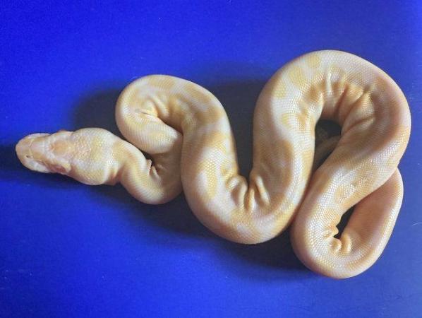 Image 6 of Pewter albino royal python for sale