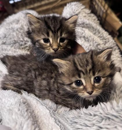 Image 1 of 8 week old Siberian - Turkish angora Kittens for sale