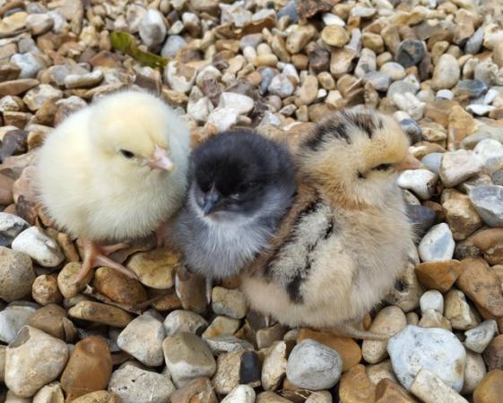 Image 1 of Chicks 25.5.2024.Orpingtons, Light Sussex, Cream LegbarHens