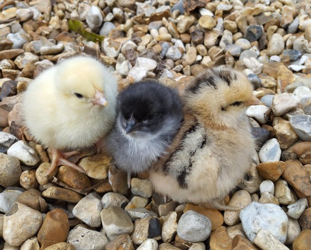 Preview of the first image of Chicks 27.4.2024.Orpingtons, Light Sussex, Cream LegbarHens.