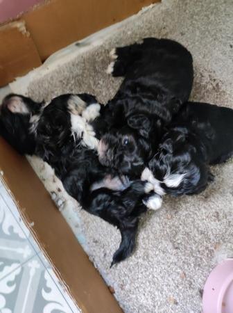 Image 5 of Shipoochion's , 1 girl left  ready now