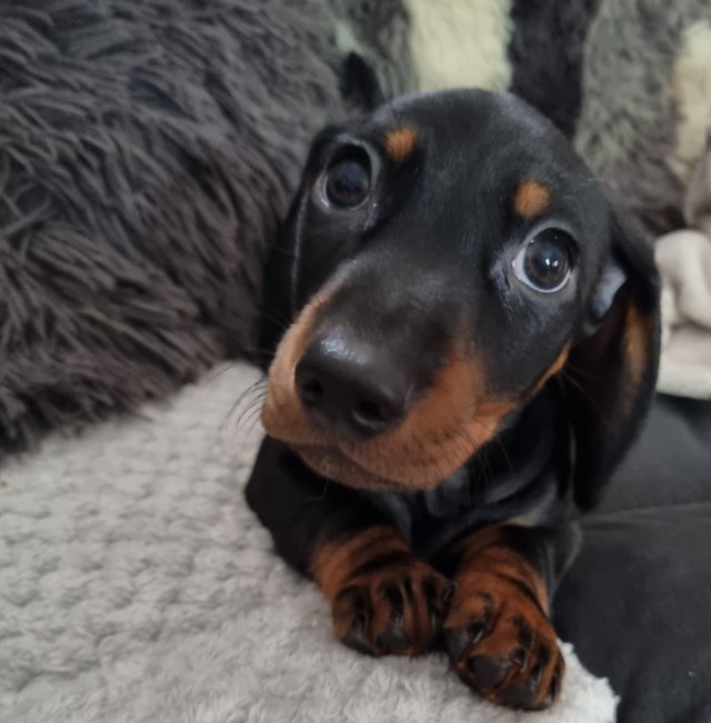 Preview of the first image of Miniature Dachshund puppies £670.