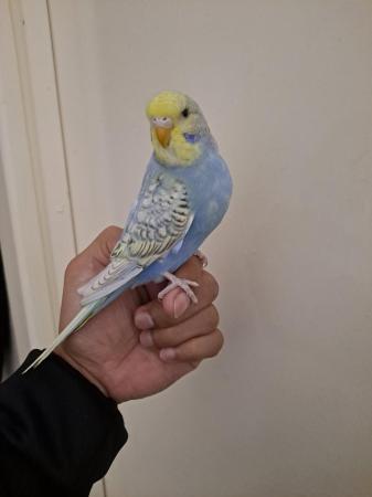 Image 9 of Silly hand tamed baby budgies for sale