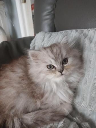 Image 8 of 2 happy and healthy pedigree persian kittens for sale