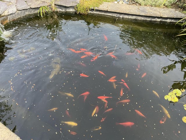 Preview of the first image of Unwanted pond - fish to re-home.