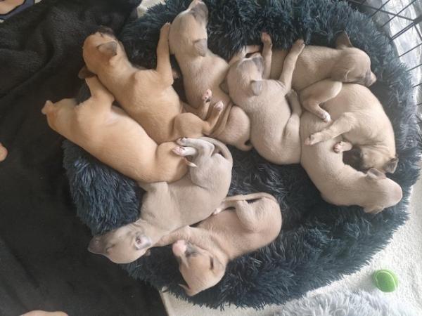 Image 6 of Stunning litter of whippet puppies, KC reg from show lines
