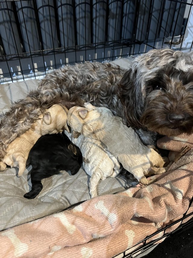 Preview of the first image of Yorkiepoo puppies. Ready for a forever home.