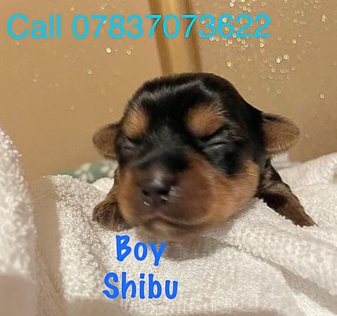 Image 8 of 1 male Yorkshire terrier puppy ready to go