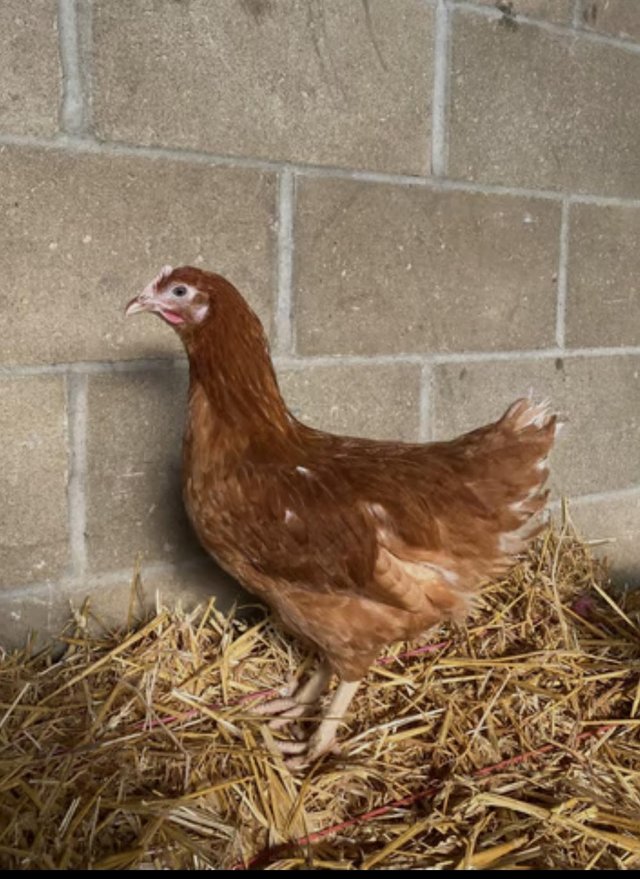Preview of the first image of 18 week point of lay chickens.