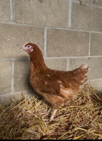 Image 1 of 18 week point of lay chickens