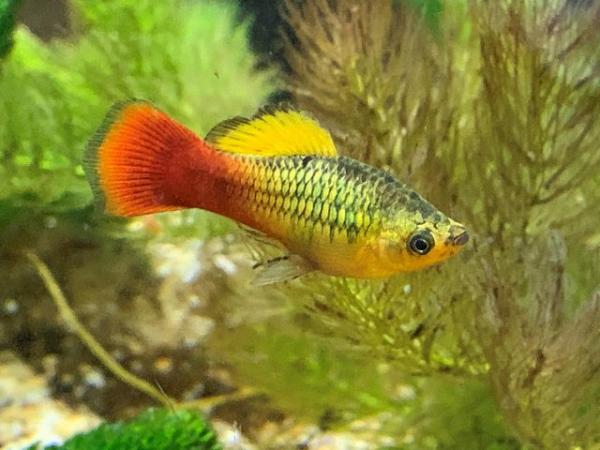 Image 3 of 1.50 each Platy fish for sale very pretty!!